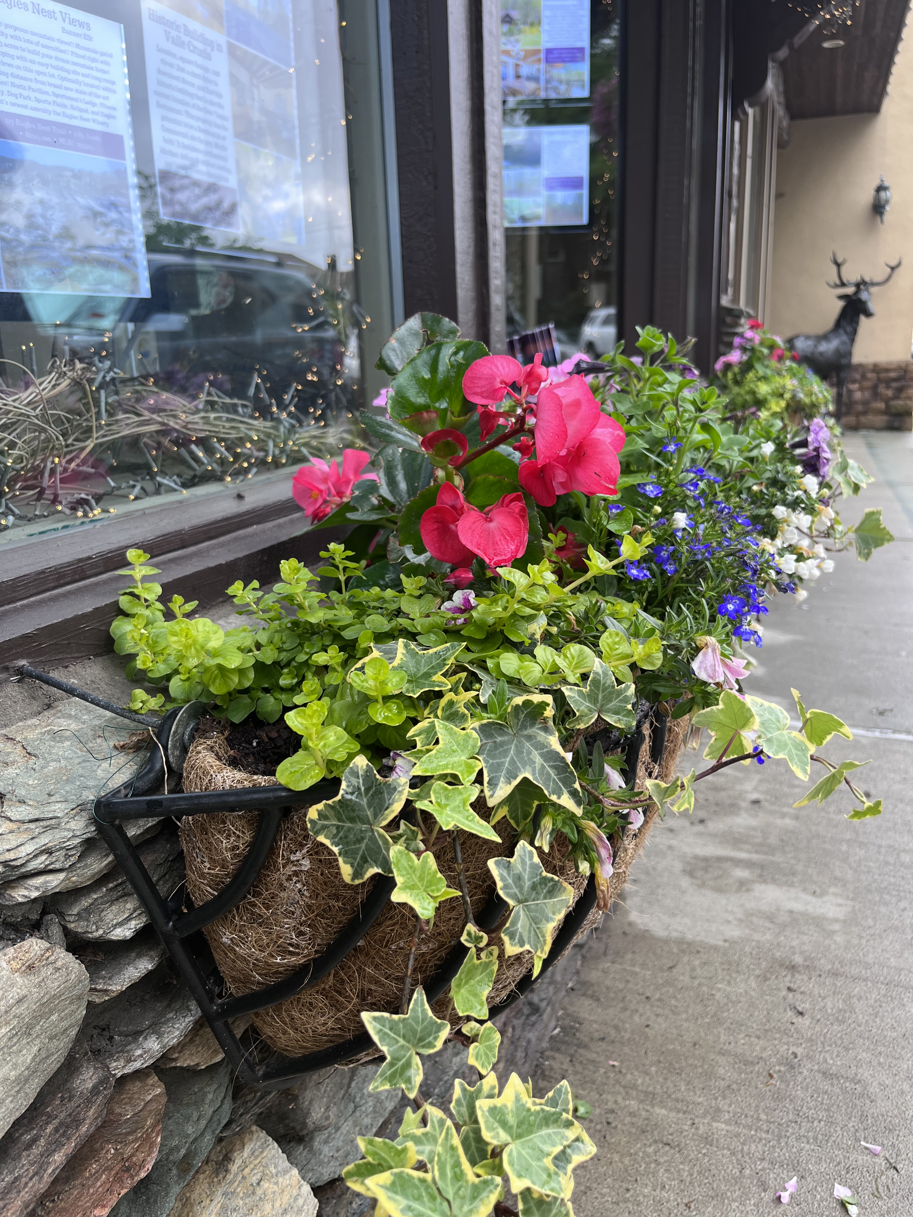 blowing rock plants